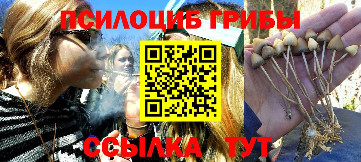 Псилоцибиновые грибы Psilocybe  Вход с VPN  Кулебаки 